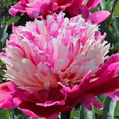 Пион ДЕЙДРИМ травянистый  Пион ДЕЙДРИМ травянистый в Уфе