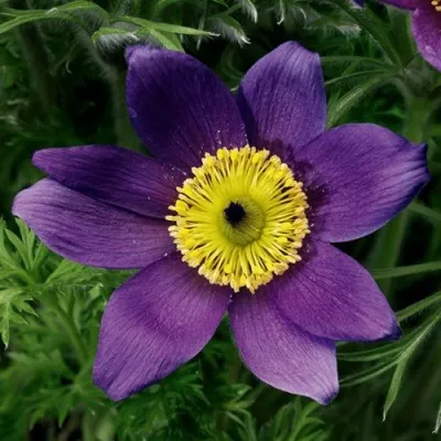 Прострел ПИНВИЛ БЛЮ ШЕЙДЕС в Уфе