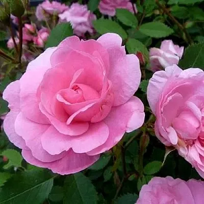 Саженцы роз ДЖОН ДЭВИС плетистая  Саженцы роз ДЖОН ДЭВИС плетистая в Уфе