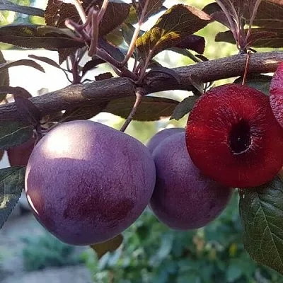 Слива ПАННА   Слива ПАННА  в Уфе