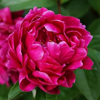 Пион ЛУИ ВАН-ГУТТ травянистый  Пион ЛУИ ВАН-ГУТТ травянистый в Уфе