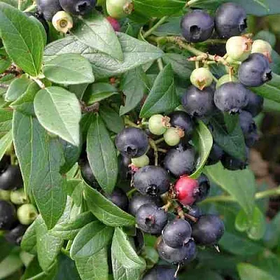 Голубика ПУТТЕ  Голубика ПУТТЕ в Уфе