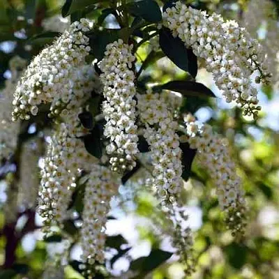 Черемуха виргинская ШУБЕРТ  Черемуха виргинская ШУБЕРТ в Уфе