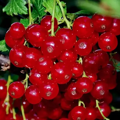 Смородина красная СЕРПАНТИН  Смородина красная СЕРПАНТИН в Уфе