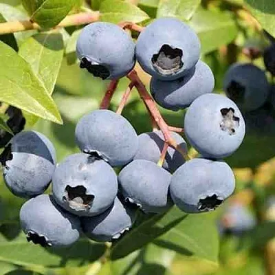 Голубика КРОЭТЭН в Уфе