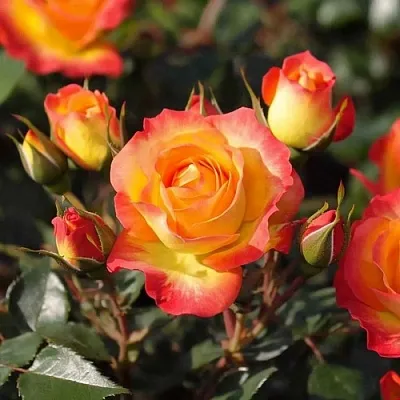 Саженцы роз ТАЙФУН спрей  Саженцы роз ТАЙФУН спрей в Уфе