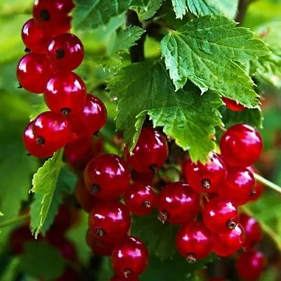 Смородина красная РОЛАН  Смородина красная РОЛАН в Уфе