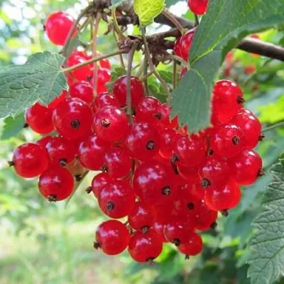 Смородина красная КРАСНАЯ АНДРЕЙЧЕНКО в Уфе