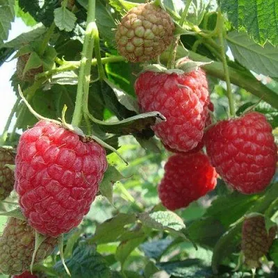 Малина КОЛОКОЛЬЧИК  Малина КОЛОКОЛЬЧИК в Уфе