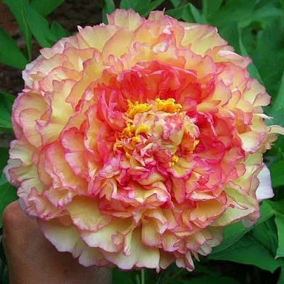 Пионы древовидные в Уфе