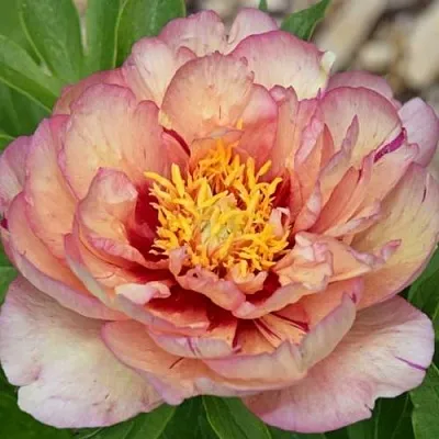 Пион КЭЛЛИС МЕМОРИ ито-гибрид  Пион КЭЛЛИС МЕМОРИ ито-гибрид в Уфе