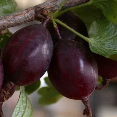 Крыжовник ЧЕЛЯБИНСКИЙ СЛАБОШИПОВАТЫЙ  Крыжовник ЧЕЛЯБИНСКИЙ СЛАБОШИПОВАТЫЙ в Уфе