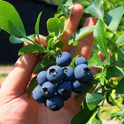 Голубика НОРТ КАНТРИ  Голубика НОРТ КАНТРИ в Уфе