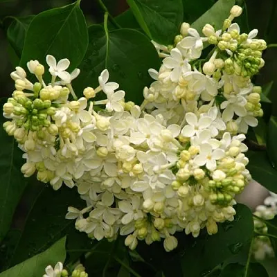 Сирень ПРИМРОУЗ  Сирень ПРИМРОУЗ в Уфе