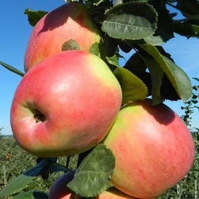 Яблоня БРЯНСКОЕ РОЗОВОЕ в Уфе