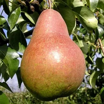 Груша КИРГИЗСКАЯ ЗИМНЯЯ в Уфе