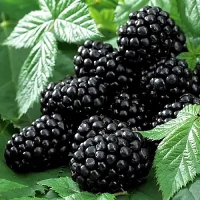 Ежевика БЛЭК БЬЮТИ  Ежевика БЛЭК БЬЮТИ в Уфе