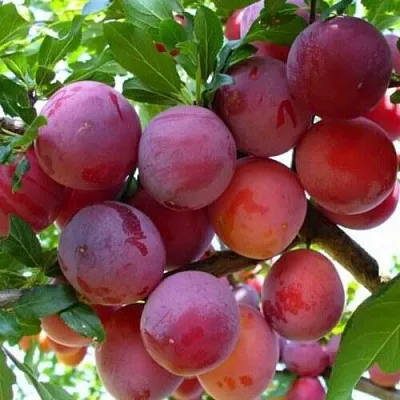 Слива НЕКТАРИННАЯ АРОМАТНАЯ  Слива НЕКТАРИННАЯ АРОМАТНАЯ в Уфе