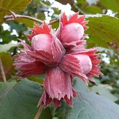 Фундук СКАРЛЕТТ в Уфе