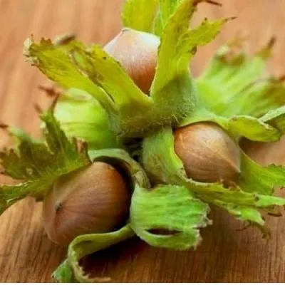 Фундук ГИГАНТ ТАМБОВСКИЙ в Уфе