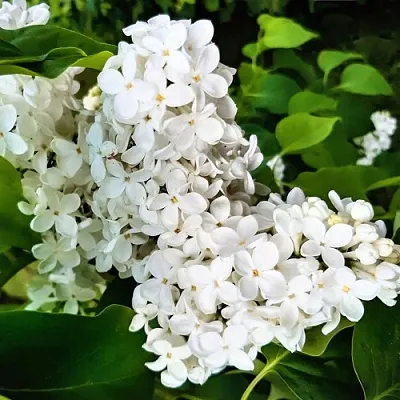 Сирень МАЛЕНЬКИЙ ПРИНЦ  Сирень МАЛЕНЬКИЙ ПРИНЦ в Уфе