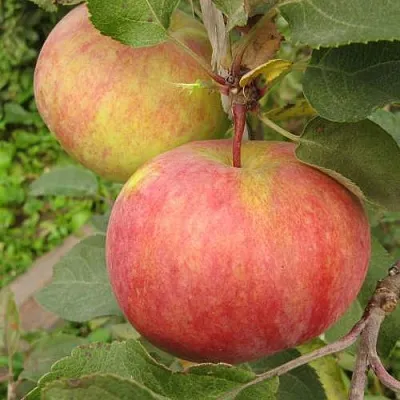 Яблоня ПЕРВОУРАЛЬСКОЕ в Уфе