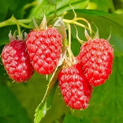 Малина ИЗОБИЛЬНАЯ  Малина ИЗОБИЛЬНАЯ в Уфе