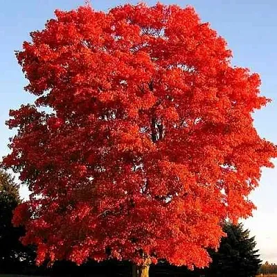 Дуб красный   Дуб красный  в Уфе