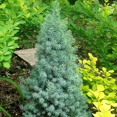 Ель КОНИКА сизая в Уфе