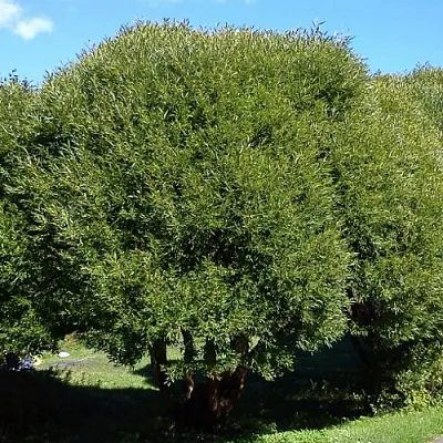 Ива ломкая   Ива ломкая  в Уфе