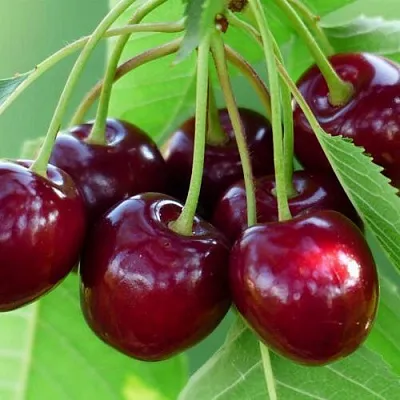 Дюк ЖИВИЦА (ЧЕРЕВИШНЯ)  Дюк ЖИВИЦА (ЧЕРЕВИШНЯ) в Уфе