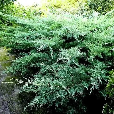 Можжевельник ПФИТЦЕРИАНА ГЛАУКА средний  Можжевельник ПФИТЦЕРИАНА ГЛАУКА средний в Уфе