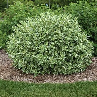 Дерен ЭЛЕГАНТИССИМА белый  Дерен ЭЛЕГАНТИССИМА белый в Уфе