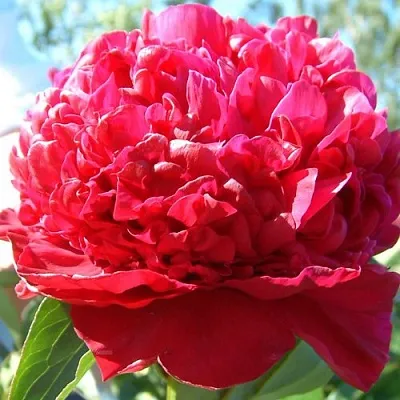 Пион ИНСПЕКТОР ЛАВЕРН травянистый  Пион ИНСПЕКТОР ЛАВЕРН травянистый в Уфе