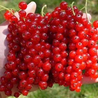 Смородина красная РЕД ПУЛ  Смородина красная РЕД ПУЛ в Уфе