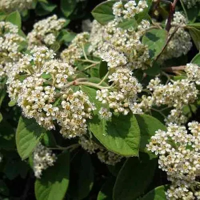 Кизильник пузырчатый  Кизильник пузырчатый в Уфе