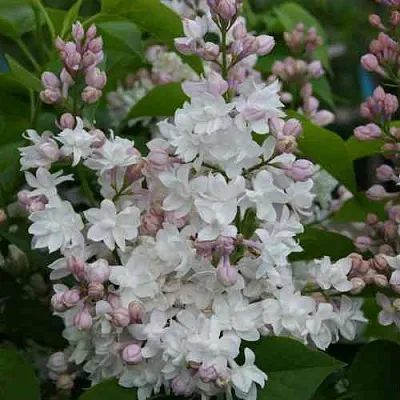 Сирень КРАСАВИЦА МОСКВЫ  Сирень КРАСАВИЦА МОСКВЫ в Уфе