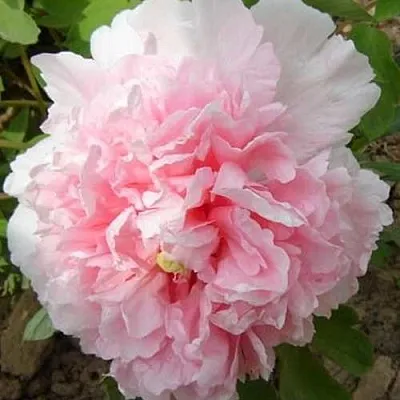 Пион БУКЕТ РОЗОВЫХ ГВОЗДИК древовидный  Пион БУКЕТ РОЗОВЫХ ГВОЗДИК древовидный в Уфе