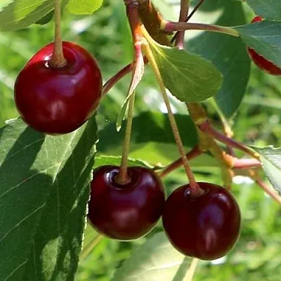 Дюк НАДЕЖДА  Дюк НАДЕЖДА в Уфе