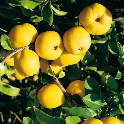 Айва ЦЕЗАРЬ в Уфе