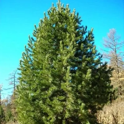 Сосна кедровая сибирская в Уфе