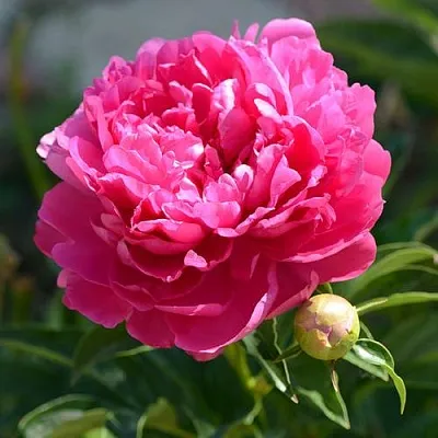 Пион БУШЕЛА травянистый  Пион БУШЕЛА травянистый в Уфе