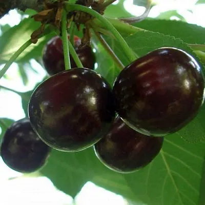 Дюк КСЕНИЯ (ЧЕРЕВИШНЯ)  Дюк КСЕНИЯ (ЧЕРЕВИШНЯ) в Уфе