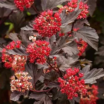 Пузыреплодник РЕД БАРОН  Пузыреплодник РЕД БАРОН в Уфе