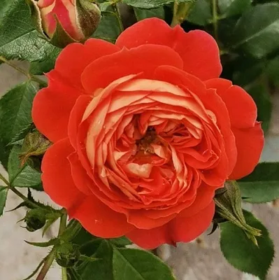 Саженцы роз СТАРЛЕТ РОУЗ КАРМЕН плетистая  Саженцы роз СТАРЛЕТ РОУЗ КАРМЕН плетистая в Уфе