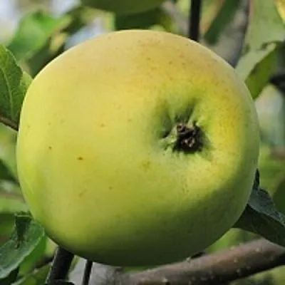 Яблоня РОССИЯНКА  Яблоня РОССИЯНКА в Уфе