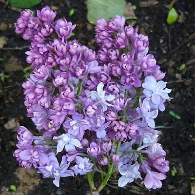 Сирень НАДЕЖДА  Сирень НАДЕЖДА в Уфе