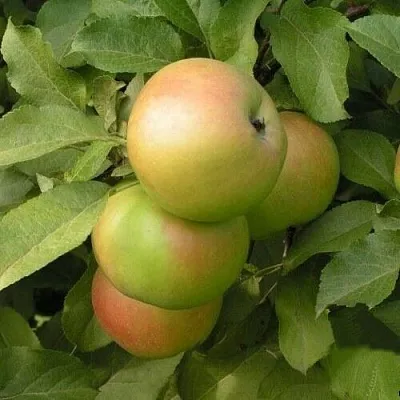 Яблоня ВЕРБНОЕ в Уфе