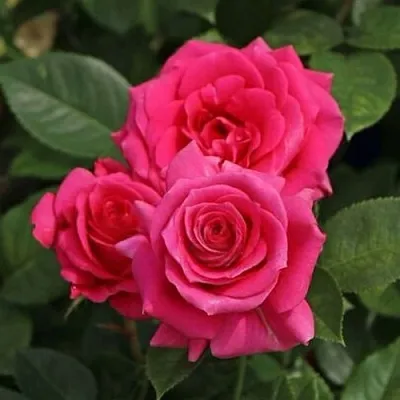 Саженцы роз ЛАВ ЛЕТТЕР флорибунда  Саженцы роз ЛАВ ЛЕТТЕР флорибунда в Уфе