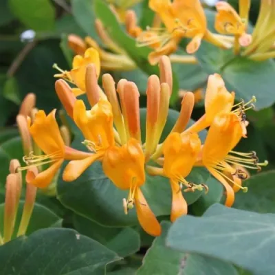 Жимолость ТЕЛЬМАНА в Уфе